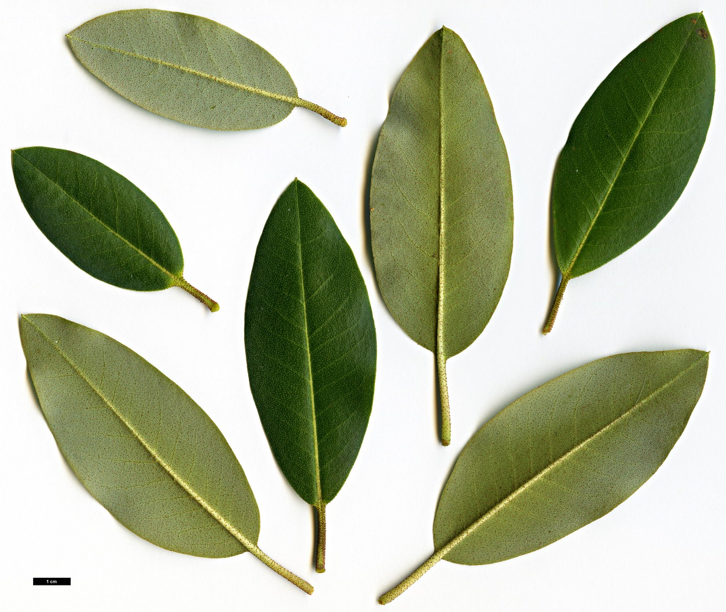 High resolution image: Family: Ericaceae - Genus: Rhododendron - Taxon: cinnabarinum - SpeciesSub: subsp. xanthocodon
